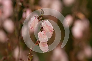 St. Dabeocâs heath Daboecia cantabrica Irish Princess, sea of veined pink flowers photo